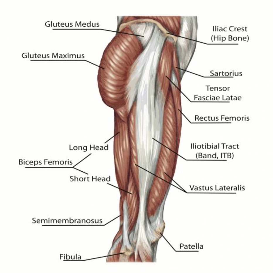 posterior-chain-muscles-hockey-strong